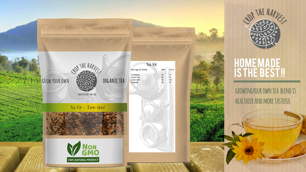 Organic Tea Seed Kit - Zenn blend