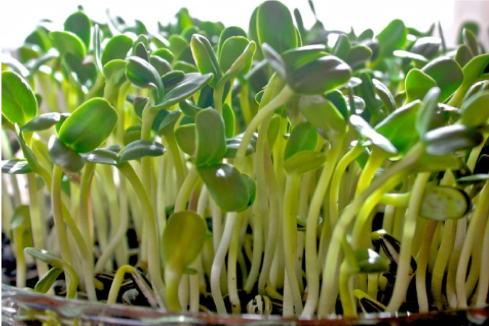 growing sunflower microgreens