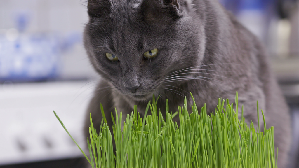 Wheatgrass for Cats