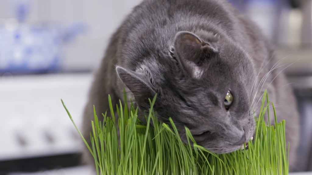Wheatgrass for Cats