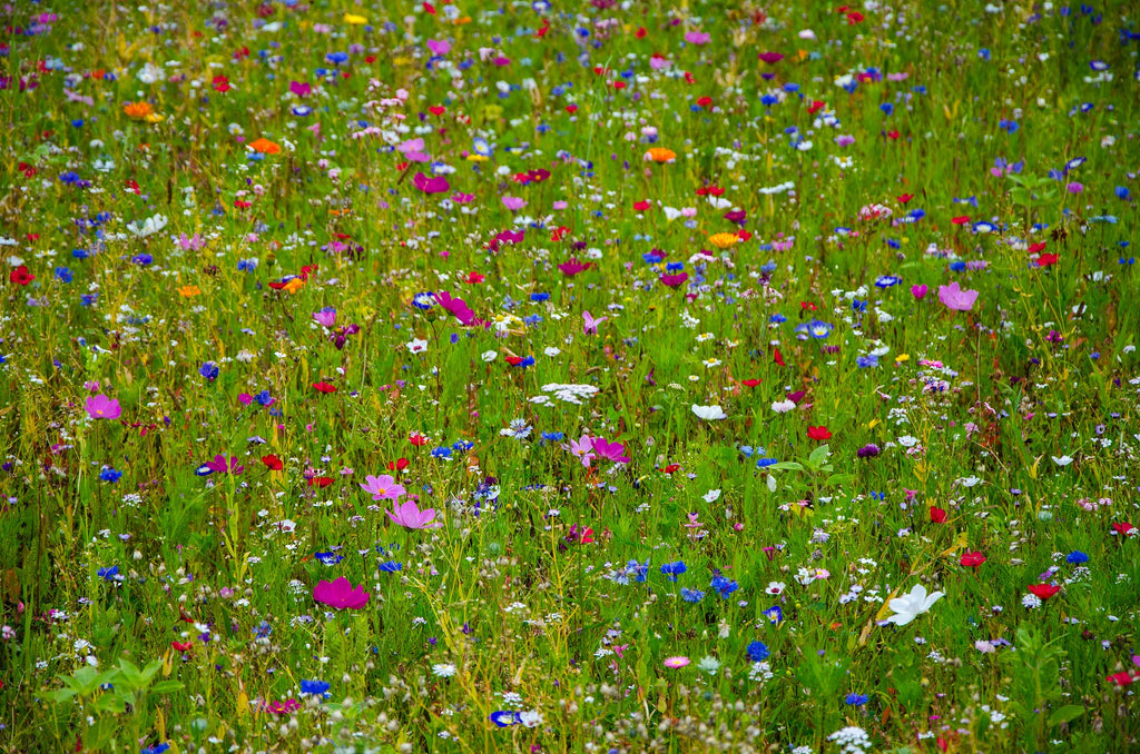 Wild Flower Mixed 18 Varieties Blend Kit