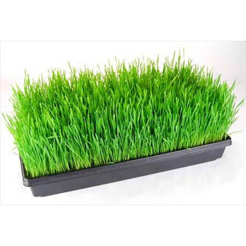 Microgreens Tray