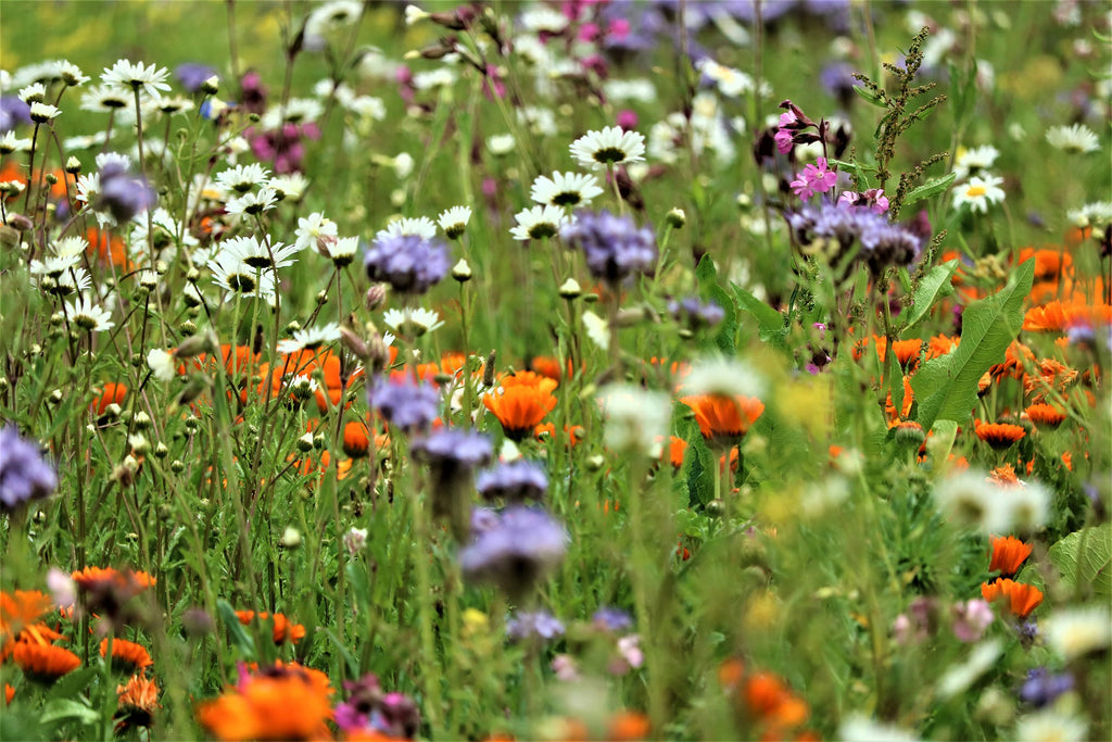 Wild Flower Mixed 18 Varieties Blend Kit