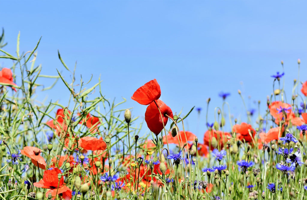 Wild Flower Mixed 18 Varieties Blend Kit